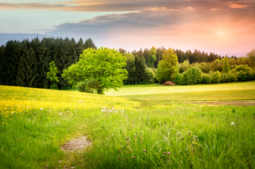 Tree or Tumbleweed Blog by Pastor Gary Johnson - Trinity Allentown, PA