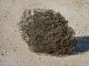 Psalm 83:13 - Make them the tumbleweed